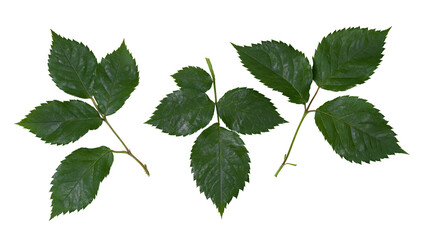 Isolated natural fresh green foliage sprigs, healthy plant leaves with serrated edges. © Vincent