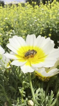 Camera zoom-in on a bee collecting nectar on a chamomile bouquet held by hands &mdash; extreme macro video