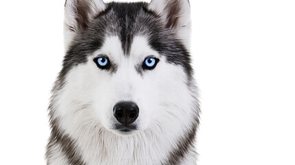 Isolated adorable husky dog with piercing blue eyes staring intently directly at the camera © Vincent