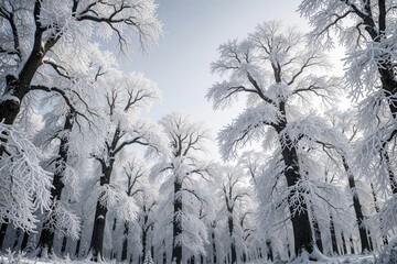 Obraz premium Low angle view of tall frosted trees in winter forest. Snow covered branches reach towards pale sky in cold countryside. Peaceful woodland landscape with heavy white snow, ice on trunks during frosty