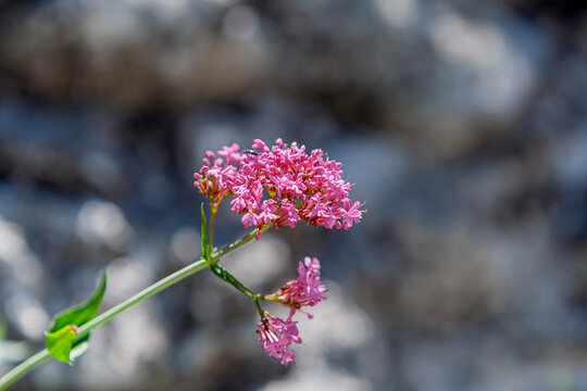Rote Spornblume (Centranthus ruber) w&auml;chst aus einer Mauer