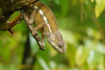 Chameleon in the wild in Madagascar © Carolyn