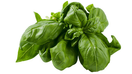 Fototapeta premium Isolated fresh vibrant green basil leaves, an aromatic herb essential for healthy cooking and culinary dishes.