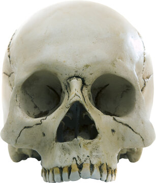 Human Skull Without Lower Jaw, Isolated Medical Anatomy Illustration