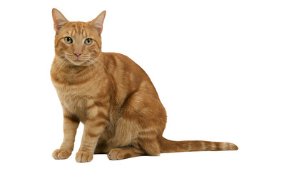 Isolated domestic orange tabby cat with vivid green eyes sitting and gazing directly at camera. © ROCKETX