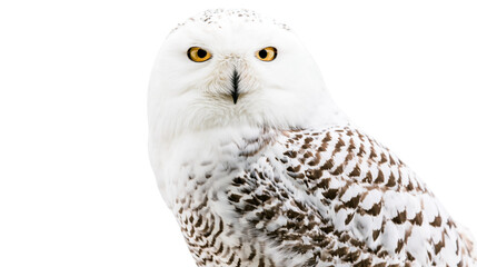 Isolated beautiful snowy owl with striking yellow eyes, looking directly forward, majestic bird © ROCKETX