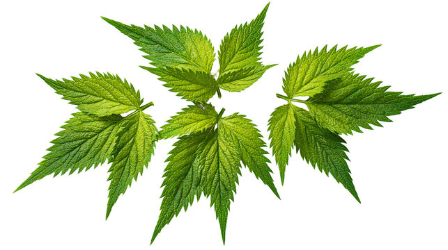 Isolated fresh green stinging nettle leaves arranged in a vibrant pattern, natural herbal medicine.