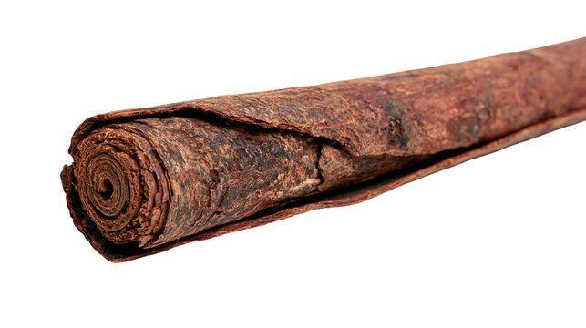 Isolated rolled dried cinnamon bark piece, natural organic spice ingredient, aromatic seasoning