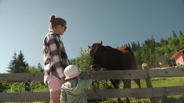 young woman strokes head brown cow sleeve, little girl nearby tries get closer look through fence afraid. Later, another cow approaches quiet, lazy summer day country village, encounter farm animals.
