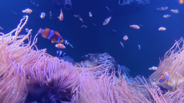 Clownfish Swimming Among Sea Anemones in Aquarium