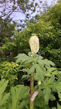 Tall flowering plant of Sosnovsky's hogweed with broad lobed leaves and pale hanging blossoms surrounded by dense green foliage in a lush outdoor woodland garden setting