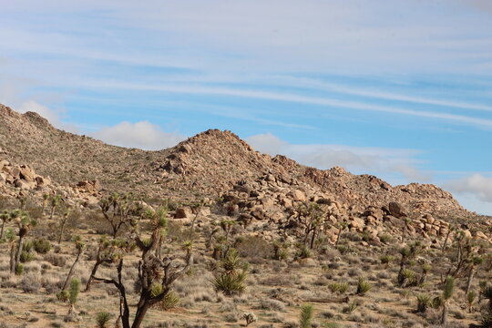 Joshua Tree Woodland is a plant community composed predominantly of Yucca Brevifolia, and can be found in arid locales such as the Little San Bernardino Mountains, Southern Mojave Desert.