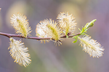 Nature awakes in spring. Blooming willow twigs and furry willow-catkins, so called seals or cats. Holly willow, Salix caprea © Dmitrii Potashkin