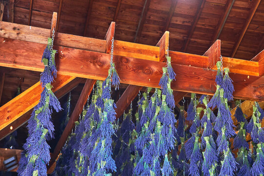 Lavender Bunches Drying in Rustic Barn Interior on Sequim Washington Farm