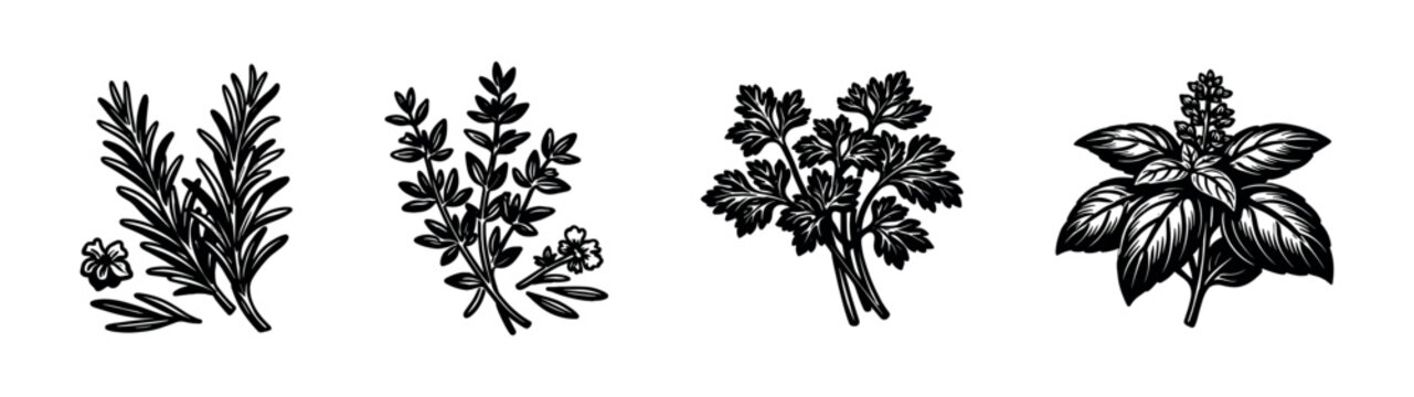 Hand Drawn Culinary Herb Illustrations