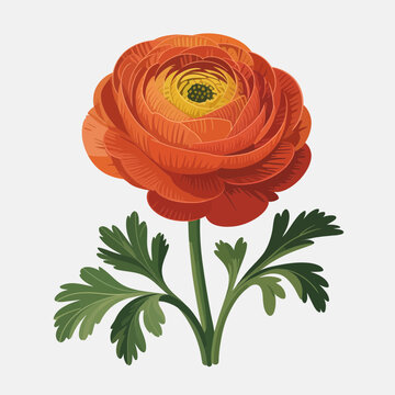 Single orange ranunculus flower with green leaves isolated on white background