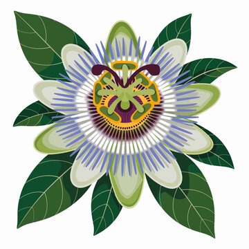 Detailed vector illustration of a passion flower with green leaves isolated