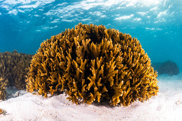 A coral colony on the reef at Heron Island in the southern Great Barrier Reef, Queensland, Australia. © Gary