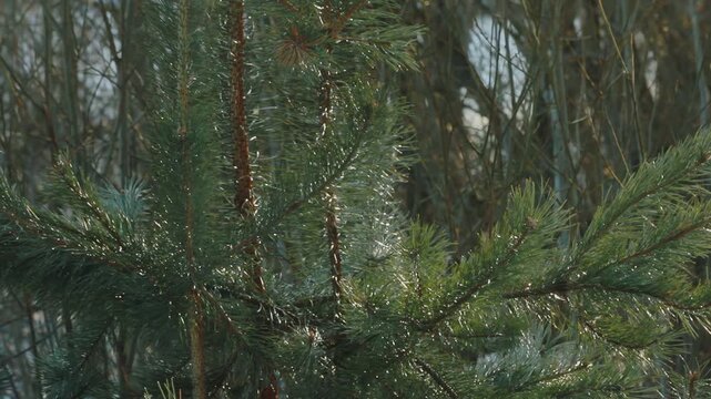 Dew droplets young pine sapling forest. Camera tilt up bare winter treetops.