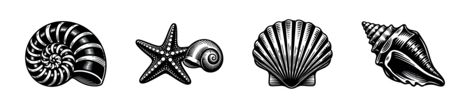 Vintage Engraved Sea Shell Collection
