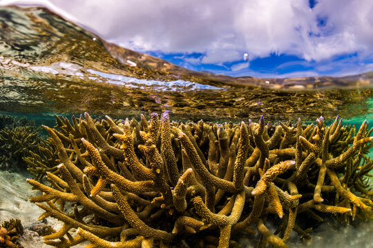 Coral colonies grow in shallow sunlit water at Heron Island on the Great Barrier Reef, Queensland, Australia.