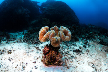 Coral on a tropical reef during scuba diving at Heron Island on the Great Barrier Reef, Queensland, Australia. © Gary