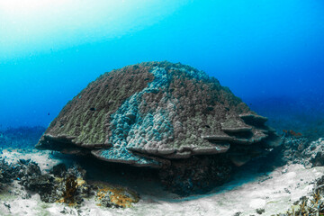 Coral on a tropical reef during scuba diving at Heron Island on the Great Barrier Reef, Queensland, Australia. © Gary