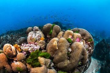 Coral on a tropical reef during scuba diving at Heron Island on the Great Barrier Reef, Queensland, Australia. © Gary
