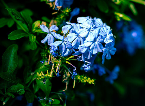 Plumbago auriculata blue flowers blooming in garden