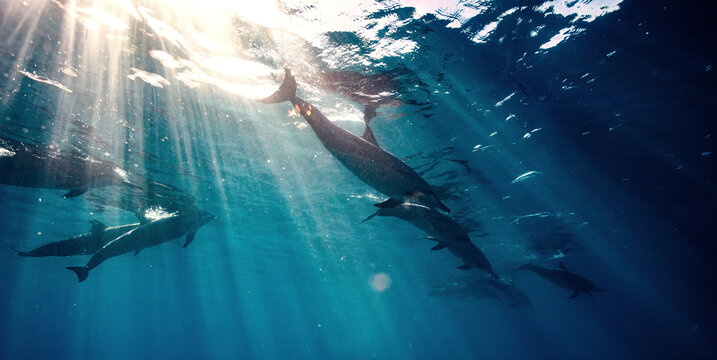 Pod of Dolphins Swimming Underwater with Sunlight Rays Piercing Surface