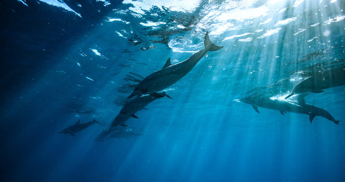 Beautiful Pod of Dolphins Swimming Underwater in Blue Ocean Water