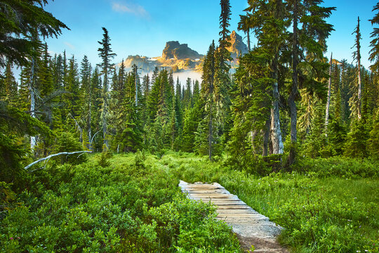 Skyline Trail Pathway Through Lush Forest Toward Mountain Peaks in Morning Fog