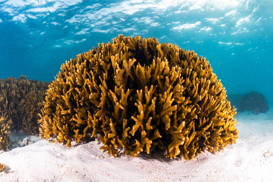 Coral colonies grow in shallow sunlit water at Heron Island on the Great Barrier Reef, Queensland, Australia.