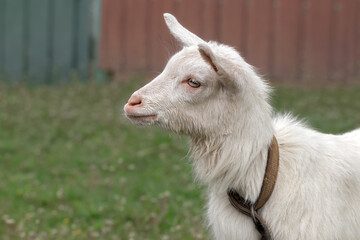 Fototapeta premium Portrait of a little white goat. Lovely young farm pet for agriculture and farming.