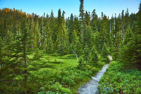 Skyline Trail Winding Through Evergreen Forest in Summer at Mount Rainier