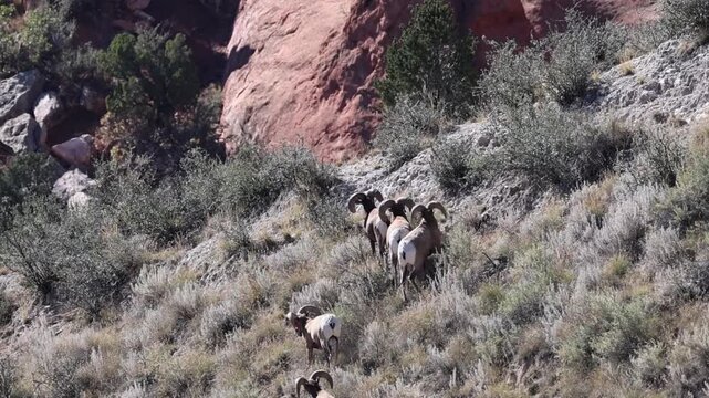 Bighorn sheep rams climbing among the rocks.