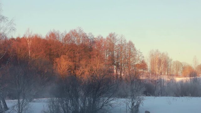 Birch forest glowing sunrise light above snowy field. Frost mist winter scenery.