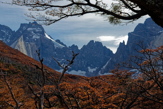 Scenic view of rugged Andean mountain peaks and glaciers framed by colorful autumn lenga trees in Torres del Paine, Chilean Patagonia.