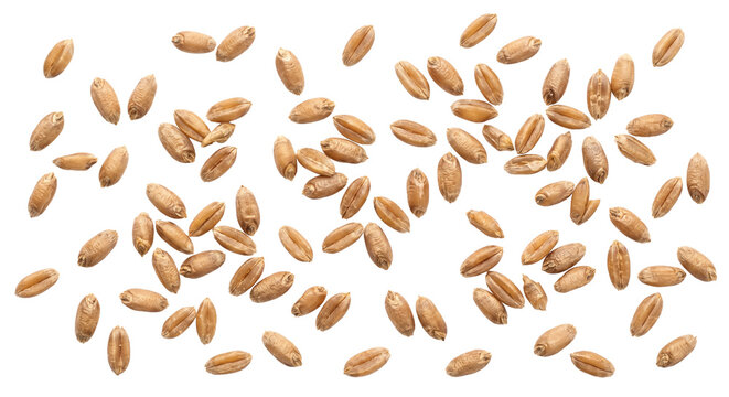 Scattered organic wheat grains isolated on a clean white background for culinary design
