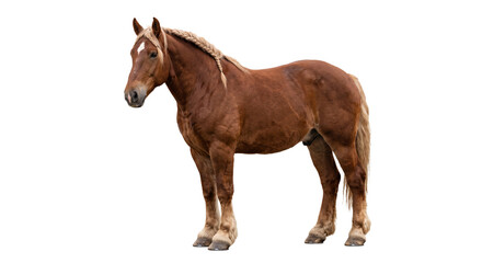 Full body portrait of a chestnut draft horse with a braided mane isolated on white background © Ophelia