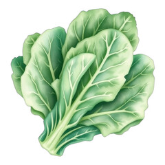 Fototapeta premium Fresh green collard greens vegetable illustration