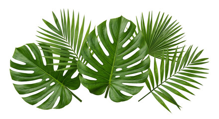 Arrangement of lush green tropical palm and monstera leaves isolated on a white background © Ophelia