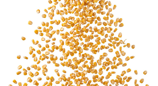 Falling golden corn kernels isolated on a clean white background for culinary food photography