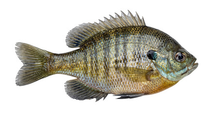 Bluegill sunfish isolated on a white background for detailed aquatic wildlife documentation © Ophelia