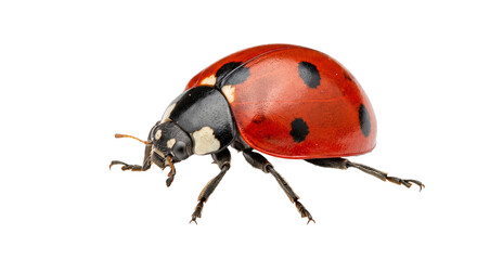 Macro shot of a seven-spotted ladybug isolated on a clean white background for nature design © Ophelia