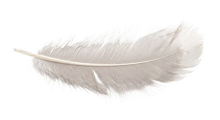 Single delicate grey bird feather isolated on a clean white background for creative projects © Ophelia