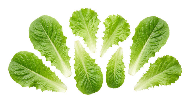 Fresh green romaine lettuce leaves arranged in a flat lay pattern on a clean white background