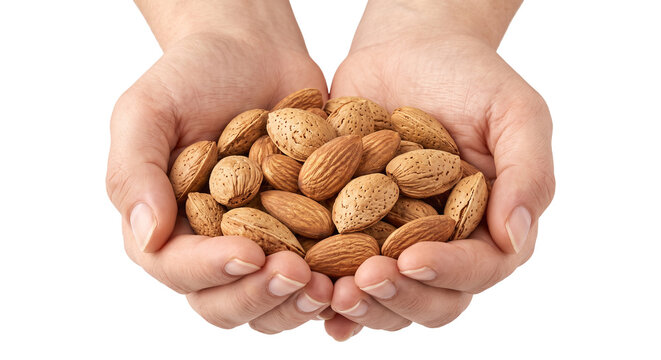 Close up of a pair of cupped hands holding a generous handful of raw whole almonds in shells