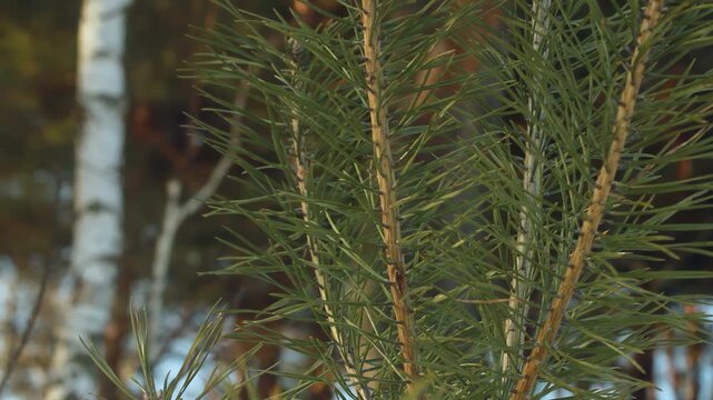 Closeup pine needles tilt up birch trunks blue sky. Winter forest camera