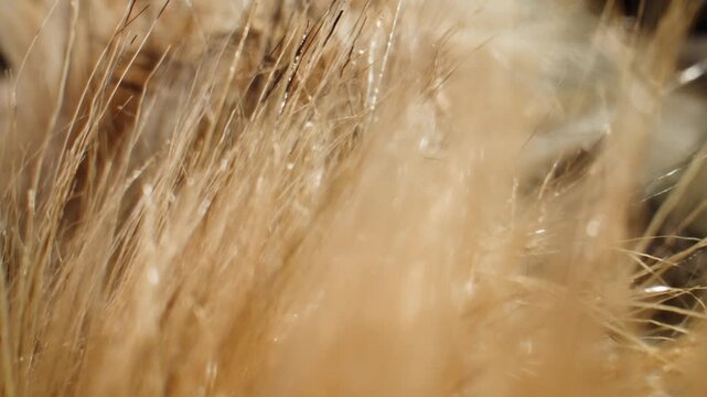 Wool texture, fluffy beige wool fibers extreme close up macro, soft natural fleece background for textile, knitwear, garment production and clothing factory